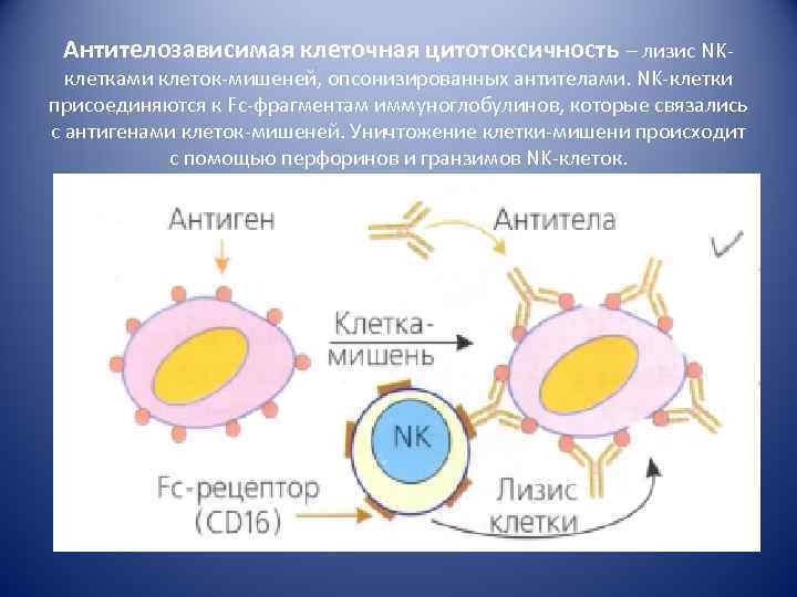 Антителозависимая клеточная цитотоксичность – лизис NK- клетками клеток-мишеней, опсонизированных антителами. NK-клетки присоединяются к Fc-фрагментам
