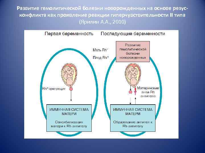 Развитие гемолитической болезни новорожденных на основе резусконфликта как проявление реакции гиперчувствительности II типа (Ярилин