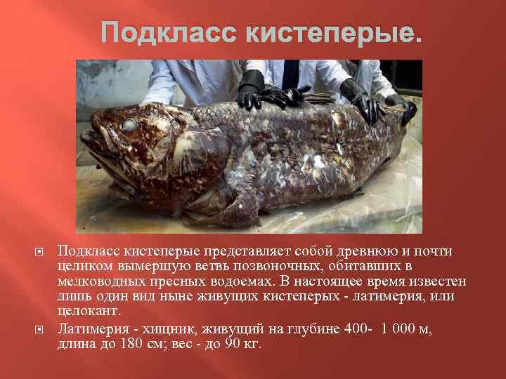 Подкласс кистеперые. Подкласс кистеперые представляет собой древнюю и почти целиком вымершую ветвь позвоночных, обитавших