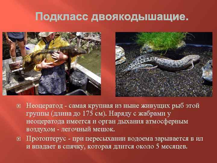 Подкласс двоякодышащие. Неоцератод - самая крупная из ныне живущих рыб этой группы (длина до