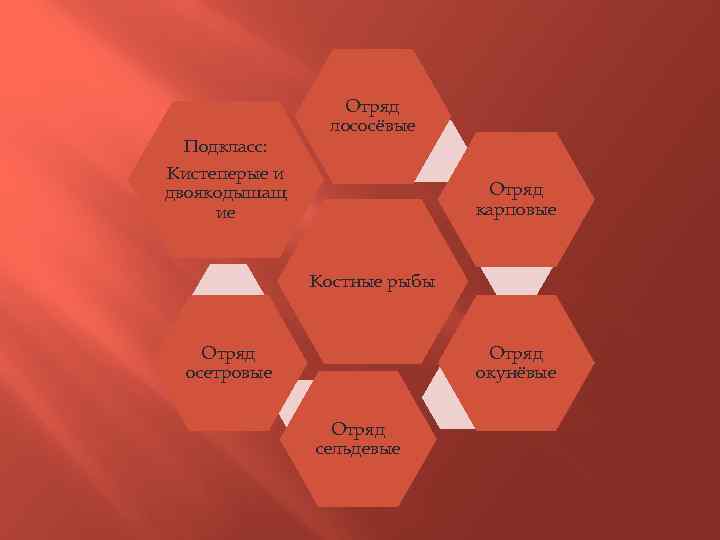Подкласс: Кистеперые и двоякодышащ ие Отряд лососёвые Отряд карповые Костные рыбы Отряд окунёвые Отряд