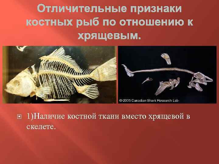 3 примера костных рыб. Класс хрящевые и костные рыбы. Презентация на тему костные рыбы. Презентация костяные рыбы. Сообщение о костных рыбах.