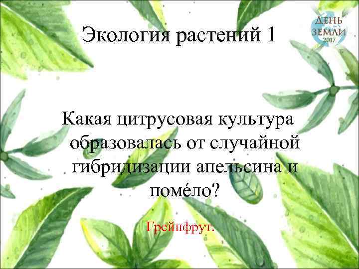 Экология растений 1 Какая цитрусовая культура образовалась от случайной гибридизации апельсина и помéло? Грейпфрут.