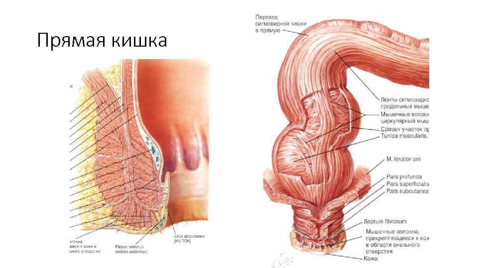 Прямая кишка 