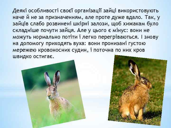 Деякі особливості своєї організації зайці використовують наче й не за призначенням, але проте дуже