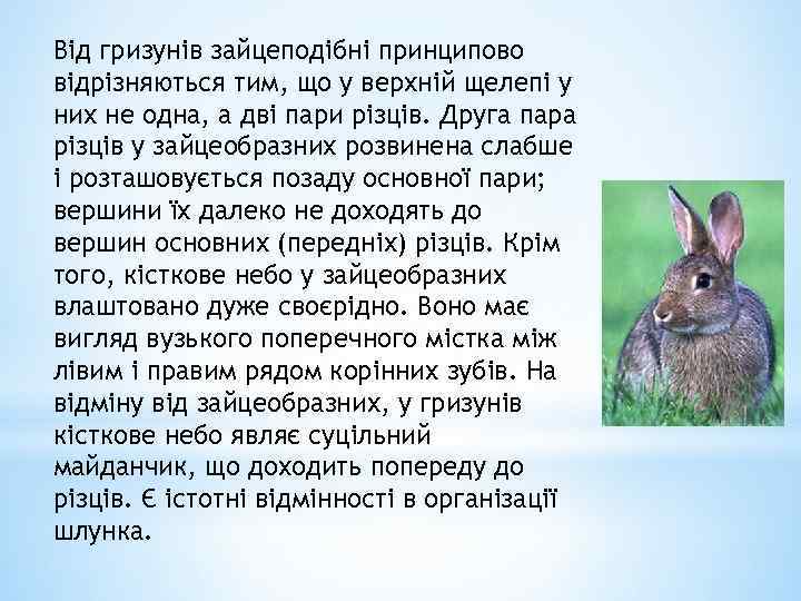 Від гризунів зайцеподібні принципово відрізняються тим, що у верхній щелепі у них не одна,
