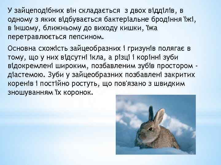 У зайцеподібних він складається з двох відділів, в одному з яких відбувається бактеріальне бродіння
