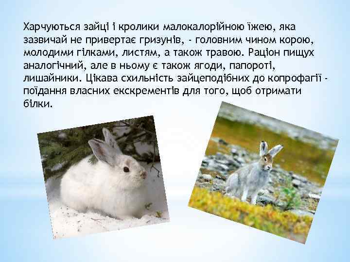 Харчуються зайці і кролики малокалорійною їжею, яка зазвичай не привертає гризунів, - головним чином