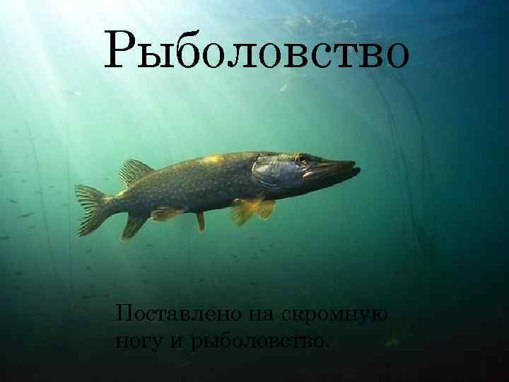 Рыболовство Поставлено на скромную ногу и рыболовство. 