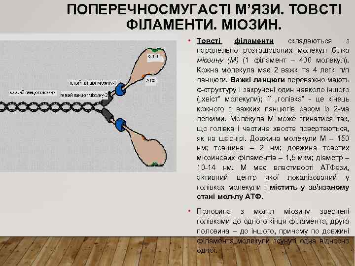 ПОПЕРЕЧНОСМУГАСТІ М’ЯЗИ. ТОВСТІ ФІЛАМЕНТИ. МІОЗИН. • Товсті філаменти складаються з паралельно розташованих молекул білка