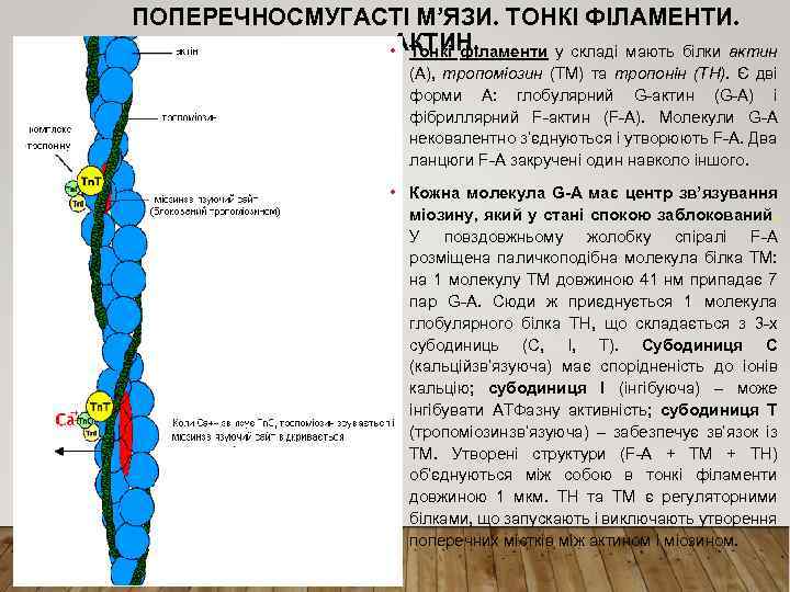 ПОПЕРЕЧНОСМУГАСТІ М’ЯЗИ. ТОНКІ ФІЛАМЕНТИ. АКТИН. • Тонкі філаменти у складі мають білки актин (А),