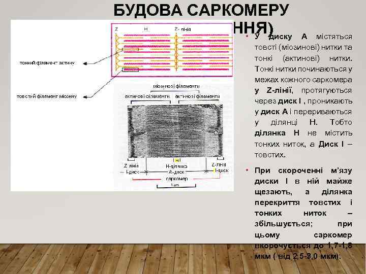 БУДОВА САРКОМЕРУ (ПРОДОВЖЕННЯ) • У диску А містяться товсті (міозинові) нитки та тонкі (актинові)