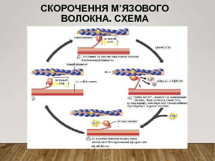 СКОРОЧЕННЯ М’ЯЗОВОГО ВОЛОКНА. СХЕМА 