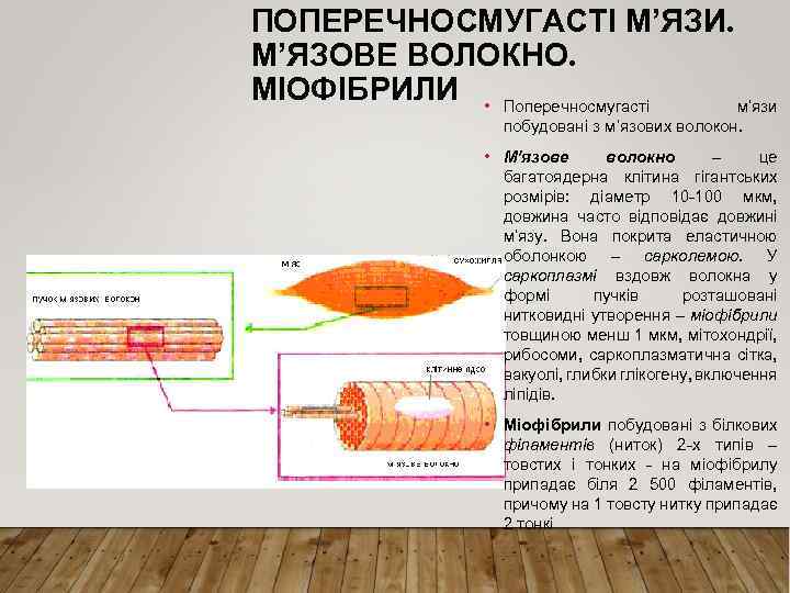 ПОПЕРЕЧНОСМУГАСТІ М’ЯЗИ. М’ЯЗОВЕ ВОЛОКНО. МІОФІБРИЛИ • Поперечносмугасті м’язи побудовані з м’язових волокон. • М’язове