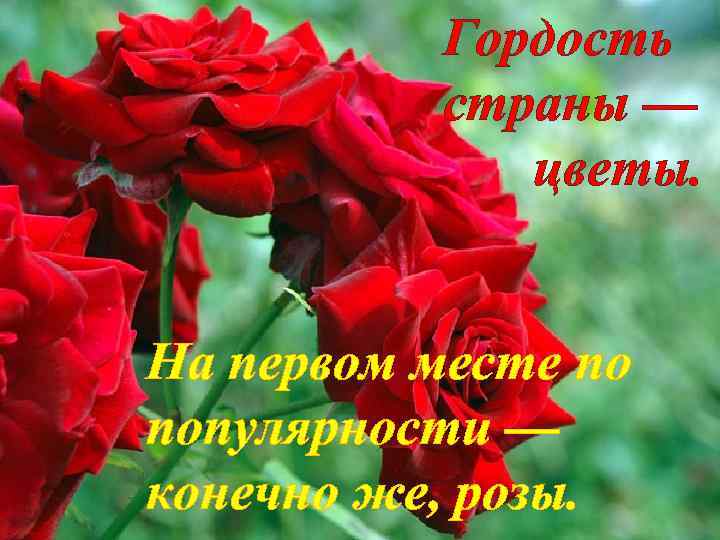 Гордость страны — цветы. На первом месте по популярности — конечно же, розы. 