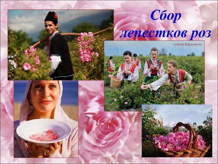 Сбор лепестков роз 