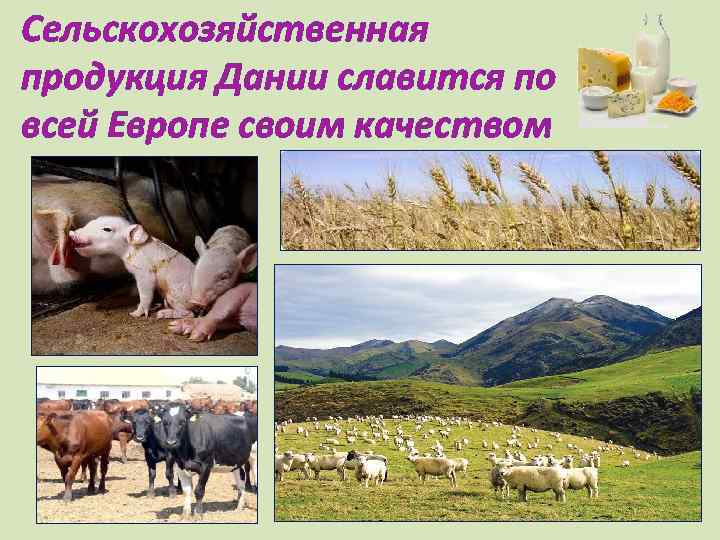 Сельскохозяйственная продукция Дании славится по всей Европе своим качеством 