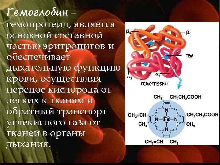 Гемоглобин – гемопротеид, является основной составной частью эритроцитов и обеспечивает дыхательную функцию крови, осуществляя