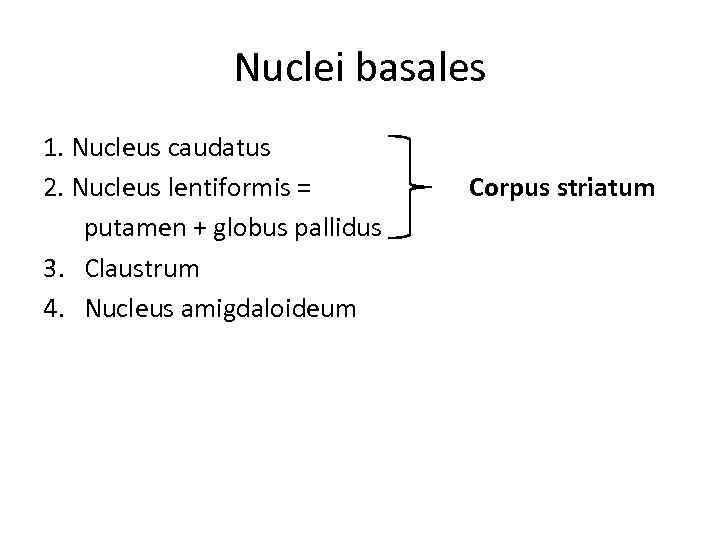 Nuclei basales 1. Nucleus caudatus 2. Nucleus lentiformis = putamen + globus pallidus 3.