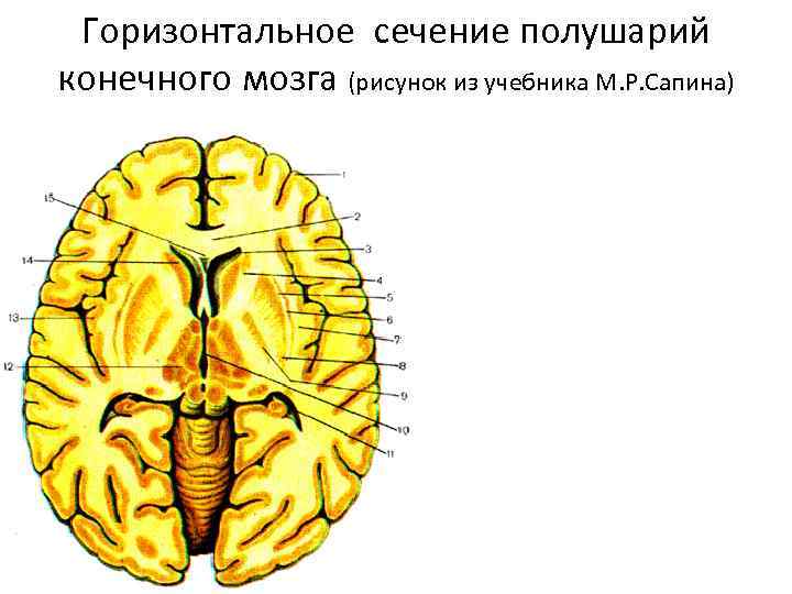 Базальные ядра рисунок