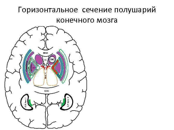 Схема базальных ядер головного мозга