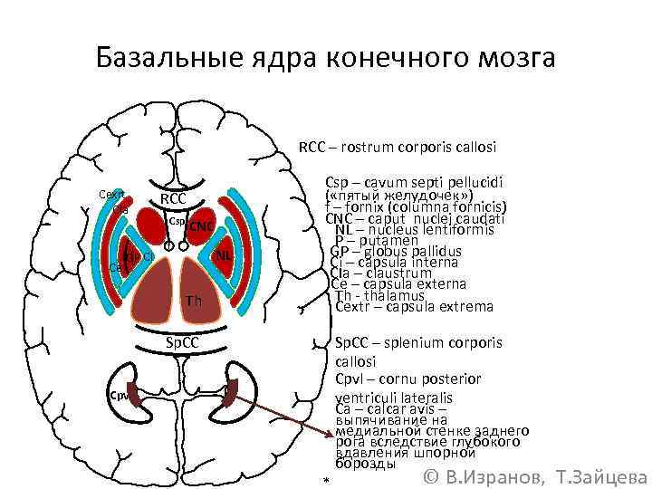 Базальные ганглии строение рисунок