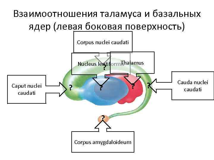 Базальные ядра рисунок