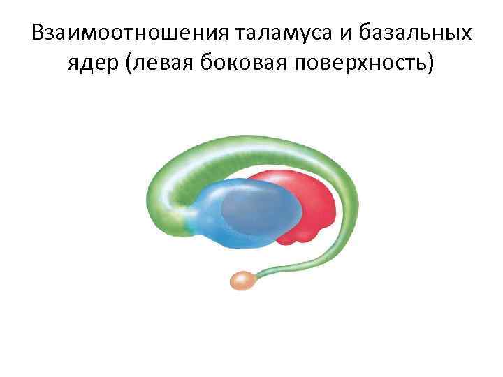 Латеральное ядро. Базальные ядра. Спин ядра картинка прозрачная.