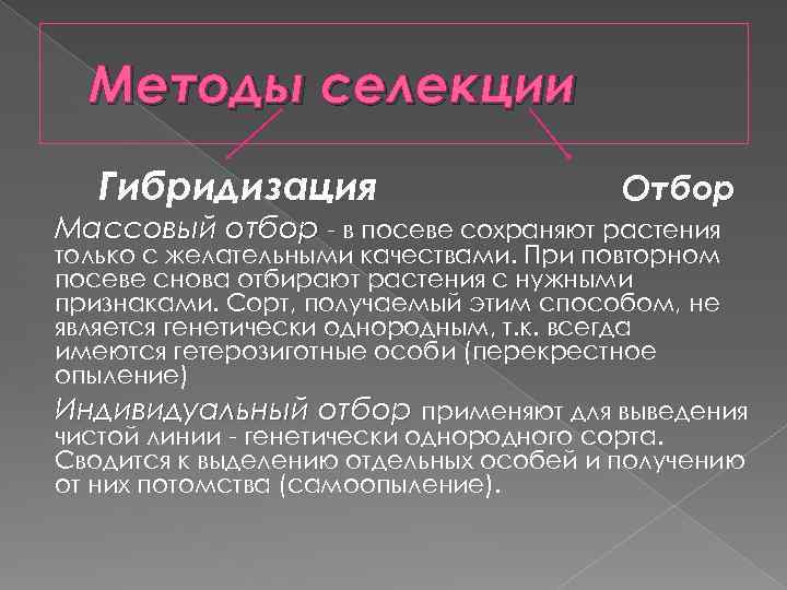 Генетические основы селекции вклад н и вавилова в развитие селекции презентация 11 класс