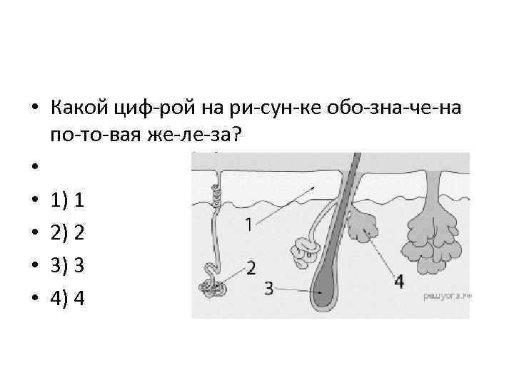  • Какой циф рой на ри сун ке обо зна че на по