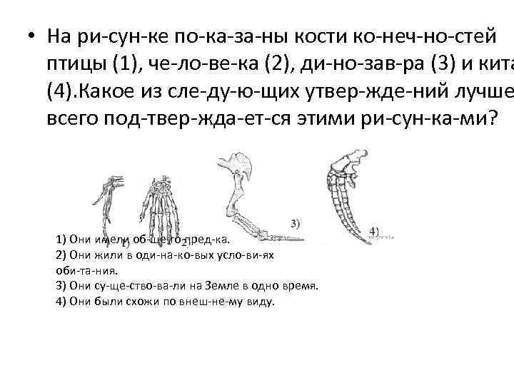  • На ри сун ке по ка за ны кости ко неч но