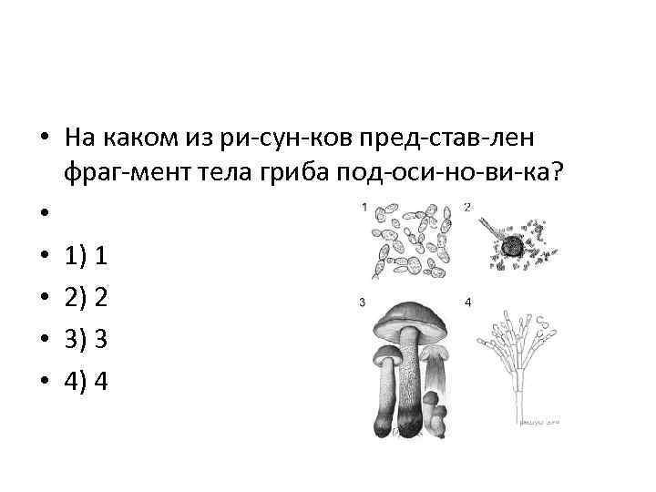  • На каком из ри сун ков пред став лен фраг мент тела