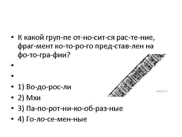  • К какой груп пе от но сит ся рас те ние, фраг