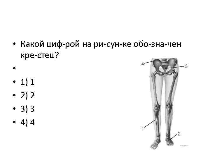  • Какой циф рой на ри сун ке обо зна чен кре стец?
