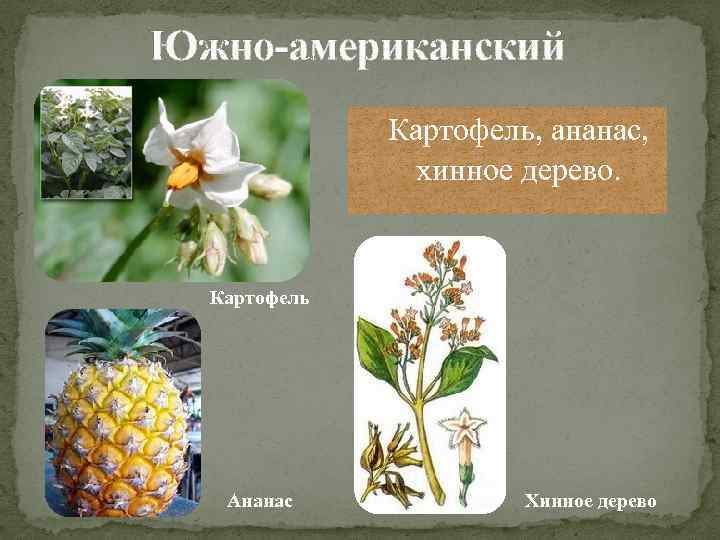 Южно-американский Картофель, ананас, хинное дерево. Картофель Ананас Хинное дерево 