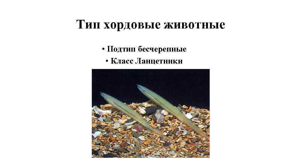 Тип хордовые животные • Подтип бесчерепные • Класс Ланцетники 