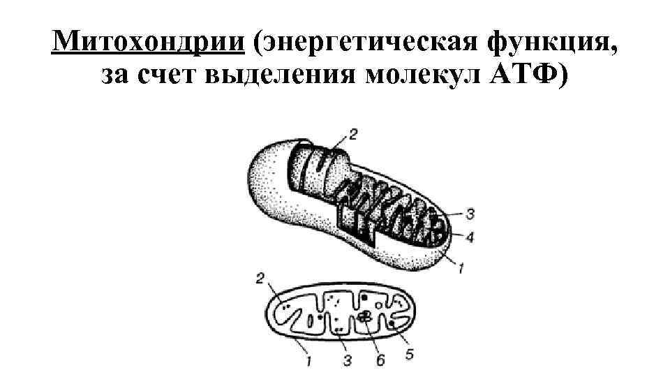Митохондрии (энергетическая функция, за счет выделения молекул АТФ) 