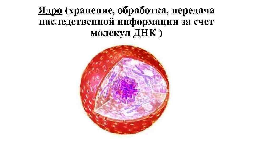 Ядро (хранение, обработка, передача наследственной информации за счет молекул ДНК ) 