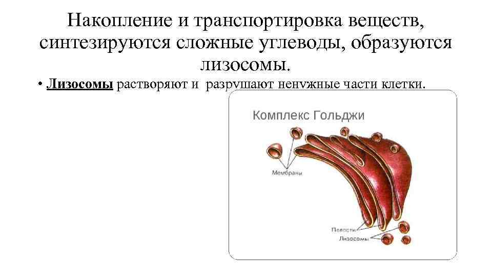 Накопление и транспортировка веществ, синтезируются сложные углеводы, образуются лизосомы. • Лизосомы растворяют и разрушают