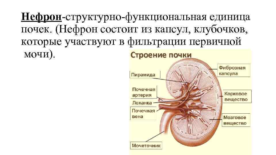 Нефрон-структурно-функциональная единица почек. (Нефрон состоит из капсул, клубочков, которые участвуют в фильтрации первичной мочи).