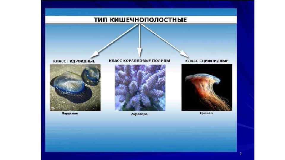 Тип кишечнополостные 