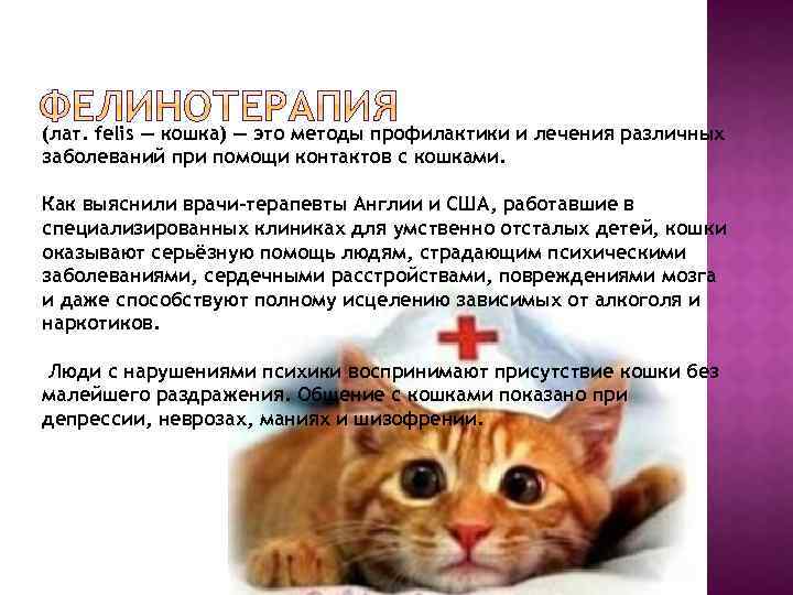 (лат. felis — кошка) — это методы профилактики и лечения различных заболеваний при помощи