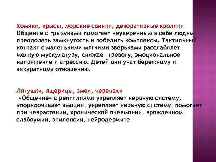 Хомяки, крысы, морские свинки, декоративные кролики Общение с грызунами помогает неуверенным в себе людям