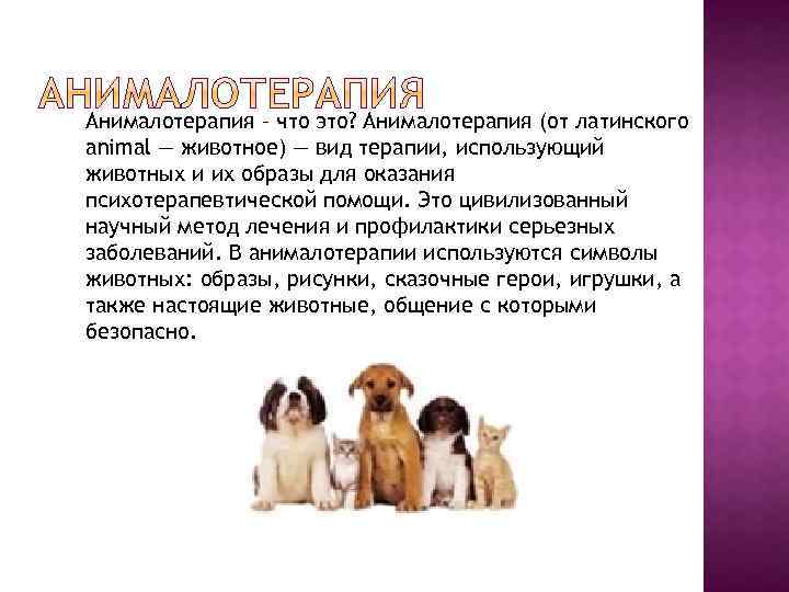 Анималотерапия – что это? Анималотерапия (от латинского animal — животное) — вид терапии, использующий