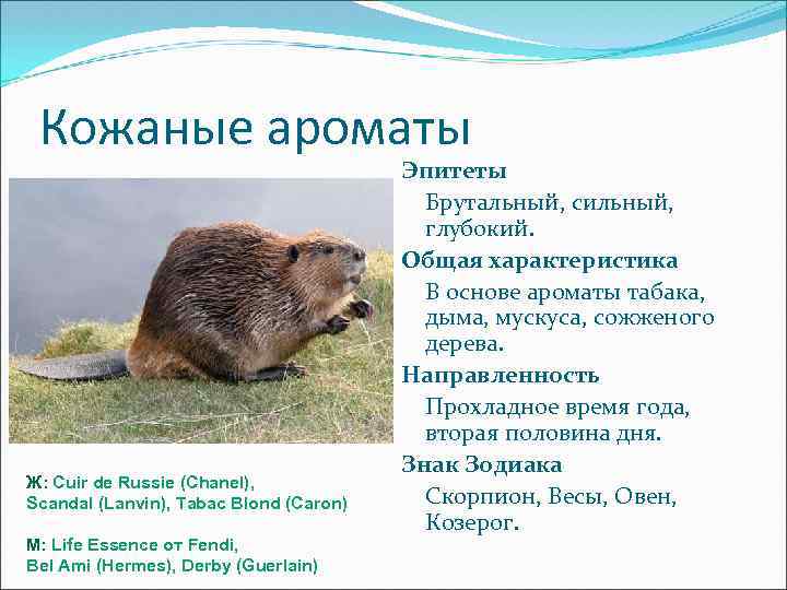 Кожаные ароматы Ж: Cuir de Russie (Chanel), Scandal (Lanvin), Tabac Blond (Caron) М: Life