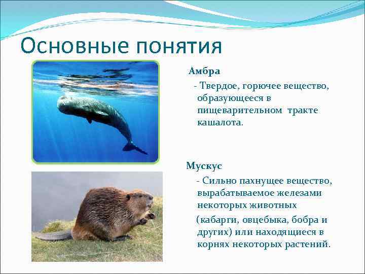 Основные понятия Амбра - Твердое, горючее вещество, образующееся в пищеварительном тракте кашалота. Мускус -