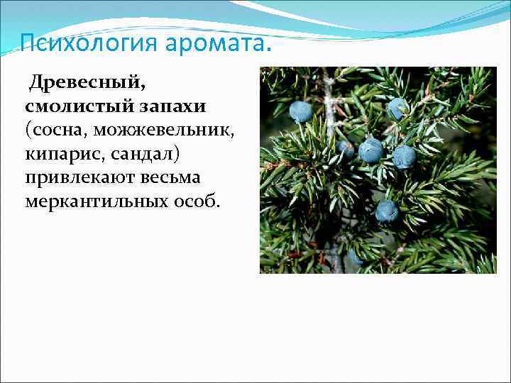 Психология аромата. Древесный, смолистый запахи (сосна, можжевельник, кипарис, сандал) привлекают весьма меркантильных особ. 