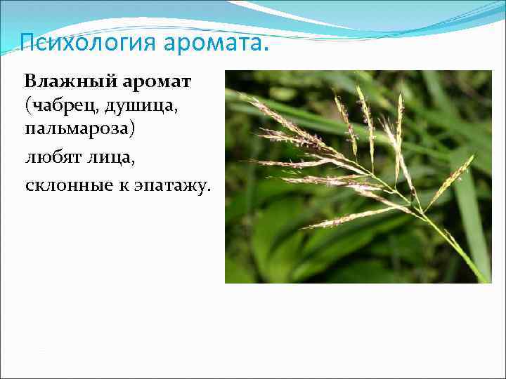 Психология аромата. Влажный аромат (чабрец, душица, пальмароза) любят лица, склонные к эпатажу. 