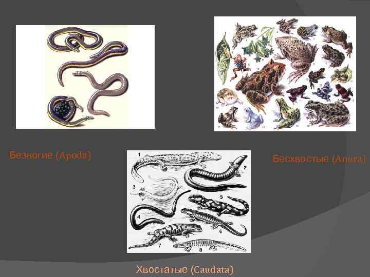 Безногие (Apoda) Бесхвостые (Anura) Хвостатые (Caudata) 