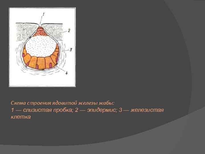 Схема строения ядовитой железы жабы: 1 — слизистая пробка; 2 — эпидермис; 3 —